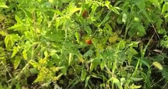 Missarcanaplus Nicknamed Missarcanaplus Onlyfans The Garden 4